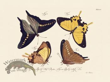 Jablonsky Butterfly 046